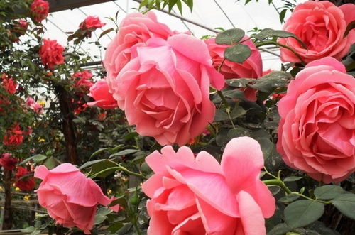 月季花介绍
