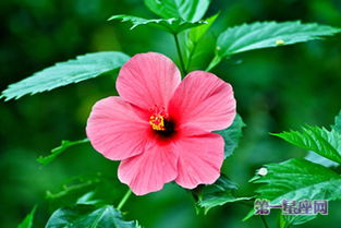 扶桑花花语
