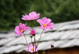 真正的格桑花花语
