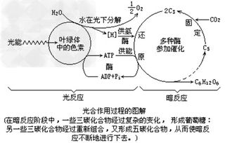 光合作用的过程
