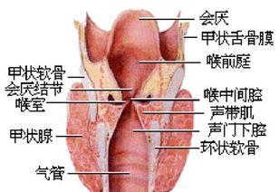 喉咙的咙的组词有哪些