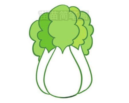 大白菜怎么画简单漂亮