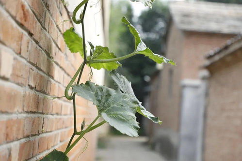 霜打的茄子蔫了

