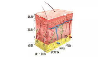 皮肤是组织还是器官
