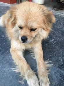什么狗狗长不大
