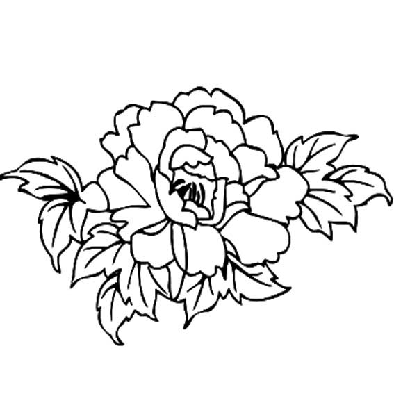 牡丹花画法
