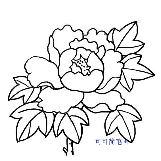 牡丹花的画法