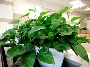 绿萝是什么植物