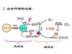 光合作用的过程