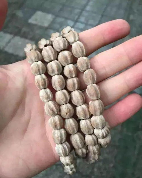 百香籽是什么树的种子?