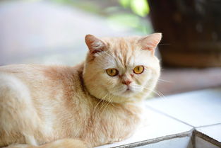 母猫的名字
