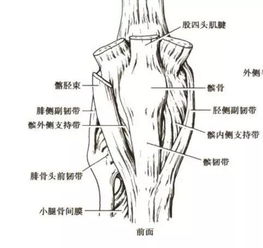 关节的辅助结构
