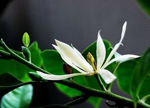 白兰花树

