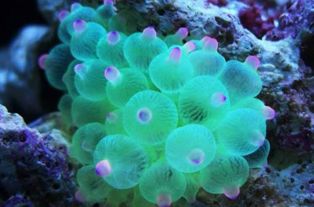 海葵是动物还是植物
