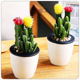 仙人掌的花语
