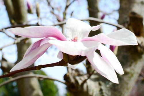玉兰花象征着什么
