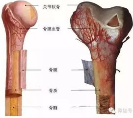 关节的基本结构,辅助结构有哪些?