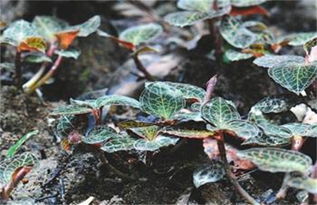 金线莲种植方法
