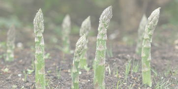 如何种植芦笋

