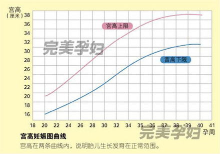 怎样测量宫高