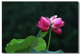 花开并蒂什么意思
