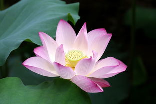出水芙蓉是什么意思