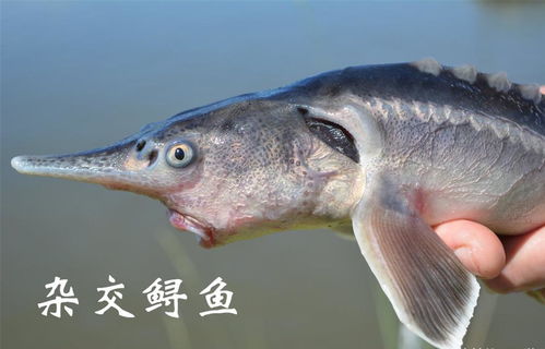 鲟虎鱼
