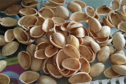 果壳属于什么垃圾