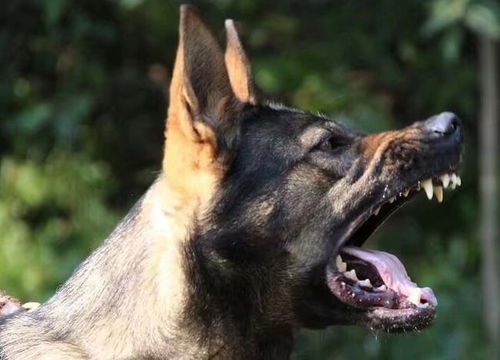 昆明犬训练教程

