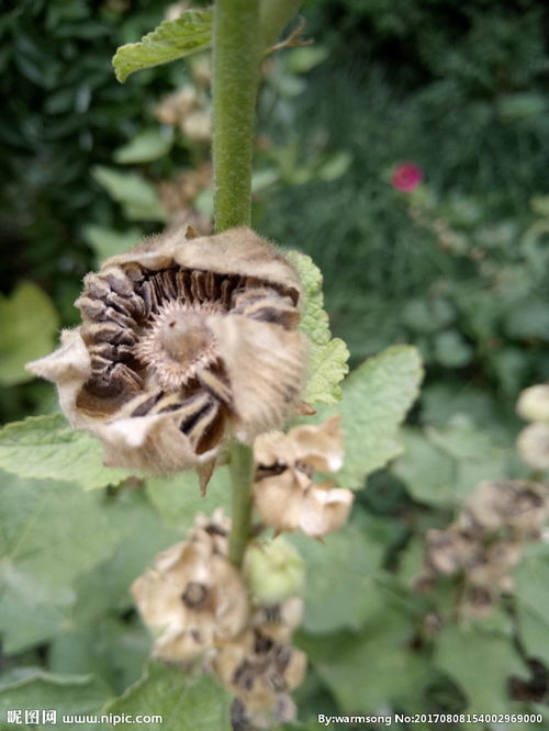 蜀葵花种子种植方法
