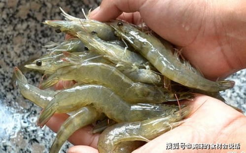 河虾和海虾的区别

