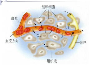 细胞外液包括?