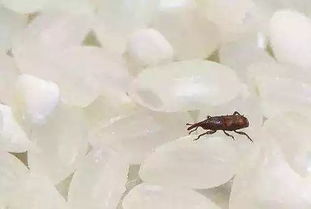 大米生了好多小黑虫还能吃吗