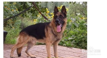 如何训练昆明犬
