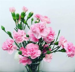 康乃馨的花语是什么,象征了什么?