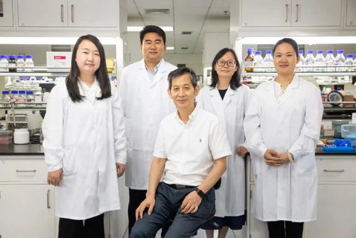 本科生做科研助理一般做啥