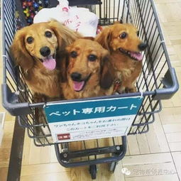 地铁能带宠物吗