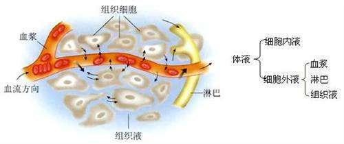 细胞外液包括
