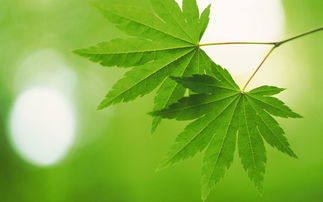 树叶的英文
