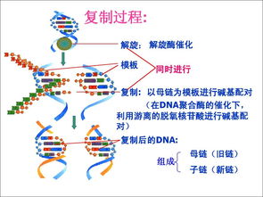 DNA聚合酶作用部位是什么