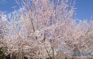 北京玉渊潭公园的樱花节通常都是什么时候啊
