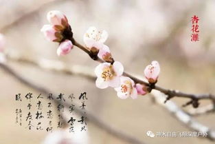 有关于杏花的诗句来几首