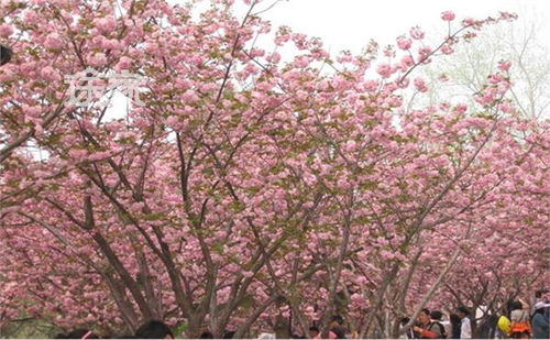玉渊潭公园樱花节
