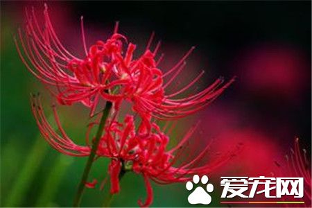 有关于彼岸花的故事。