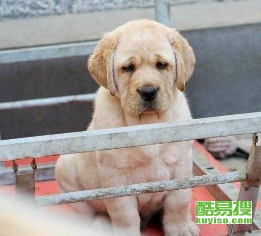 拉布拉多犬多少钱一只
