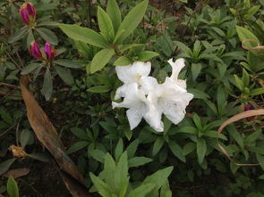 白杜鹃花珍贵么