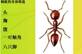 蚂蚁的身体分为哪三部分
