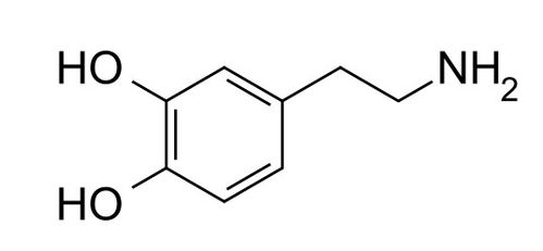 分泌多巴胺

