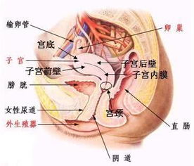 盆腔在哪里位置图
