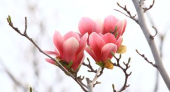 玉兰花的寓意是什么?